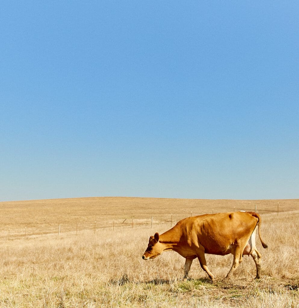 one jersey cow walking in a dry grassy field