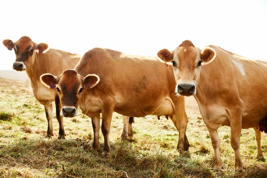 three jersey cows in a field